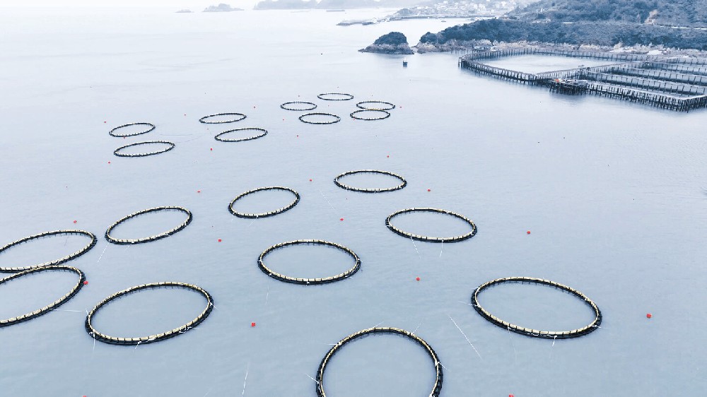 台州大陈岛大黄鱼养殖建设项目